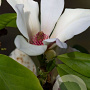 Magnolia 'Sunrise' 100-125 cm 40L meerstammig