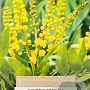 Mahonia confusa 'Nara-hiri' 25-30 cm 2,5L