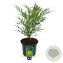 Mahonia eurybracteata Sweet Winter 30-40 cm 3,0L