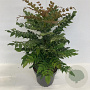 Mahonia media 'Winter Sun' 50-80 cm 12L