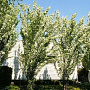 Malus baccata 'Columnaris' 12-14 HO cont. 85L