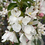 Malus 'Braendkjaer' 18-20 HO draadkluit 250 cm stam