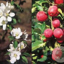 Malus 'Dolgo' 25-30 HO draadkluit 250 cm stam