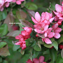 Malus 'Herkenrode' 12-14 HO draadkluit