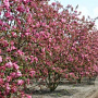 Malus 'Mokum' 10-12 HO draadkluit LEIVORM 200 cm stam