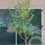 Malus 'Red Sentinel' 175-200 cm 40L meerstammig