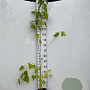 Morus alba 100-125 cm 2,0L