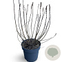 Myrica gale 50-60 cm 12L