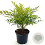 Nandina d. 'Gulf Stream' 25-30 cm 2,0L