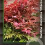 Nandina d. Obsessed 25-30 cm 2,0L