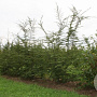 Nothofagus antarctica 125-150 cm 15L meerstammig