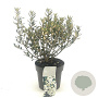 Olearia haastii 30-35 cm 2,0L