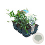 Pachysandra terminalis GM sixpack