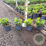 Pachysandra terminalis GM C3