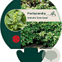 Pachysandra term. 'Green Carpet' GM P9