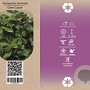Pachysandra term. 'Green Carpet' GM sixpack