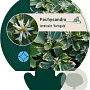 Pachysandra term. 'Variegata' GM P9