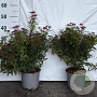 Spiraea jap. 'Anthony Waterer' 25-30 cm 2,0L