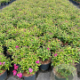 Spiraea jap. 'Anthony Waterer' 30-40 cm 2,0L