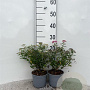 Spiraea jap. 'Genpei' 15-20 cm C1.3