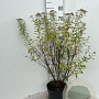 Spiraea jap. 'Genpei' 40-60 cm 5,0L