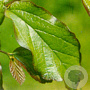 Parrotia persica 10-12 HO 45L geveerd