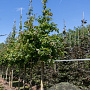Parrotia persica 25-30 HO draadkluit 250 cm stam