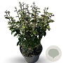 Parrotia persica Persian Spire 40-60 cm 4,0L