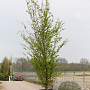 Parrotia persica 'Vanessa' 25-30 HO draadkluit 250 cm stam