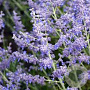 Perovskia atripl. 'Blue Jean Baby' GM P9