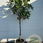 Ficus car. 'Brown Turkey' 12-14 HA 30L 100 cm stam