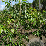 Juglans r. 'Buccaneer' 10-12 HO draadkluit