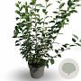 Philadelphus 'Snowbelle' 40-60 cm 4,0L