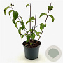 Philadelphus 'Starbright' 40-50 cm 3,0L