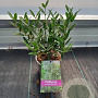 Phillyrea angustifolia 25 cm P12