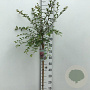 Prunus 'Hally Jolivette' 90 cm stam 7,5L