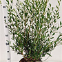 Phillyrea angustifolia 60-80 cm 7,5L