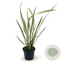 Phormium 'Apricot Queen' 30-40 cm 2,0L
