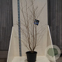 Prunus 'Mieke' 150-175 cm 20L meerstammig