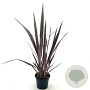Phormium 'Sundowner' 40-50 cm 2,0L