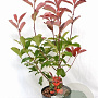 Photinia fraseri 'Camilvy' 40-60 cm 5,0L