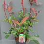 Photinia fraseri 'Camilvy' 6-8 HO 15L