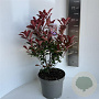 Photinia fraseri Carré Rouge 40-50 cm 5,0L