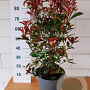 Photinia fraseri Carré Rouge 50-60 cm 10L