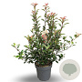 Photinia fraseri Carré Rouge 60-70 cm 12L
