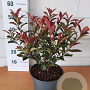 Photinia fraseri Carré Rouge GM 5,0L