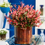 Photinia fraseri 'Little Fenna' 20-30 cm 2,0L
