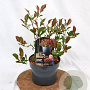 Photinia fraseri 'Little Fenna' 25-30 cm 2,0L