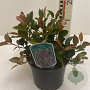 Photinia fraseri 'Little Red Robin' 30-40 cm 3,0L