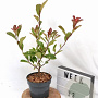 Photinia fraseri Louise 40-50 cm 3,0L